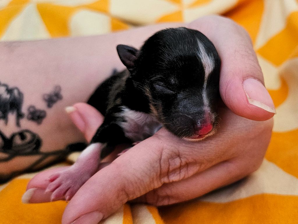 Faeries Tree - Chiots disponibles - Shetland Sheepdog