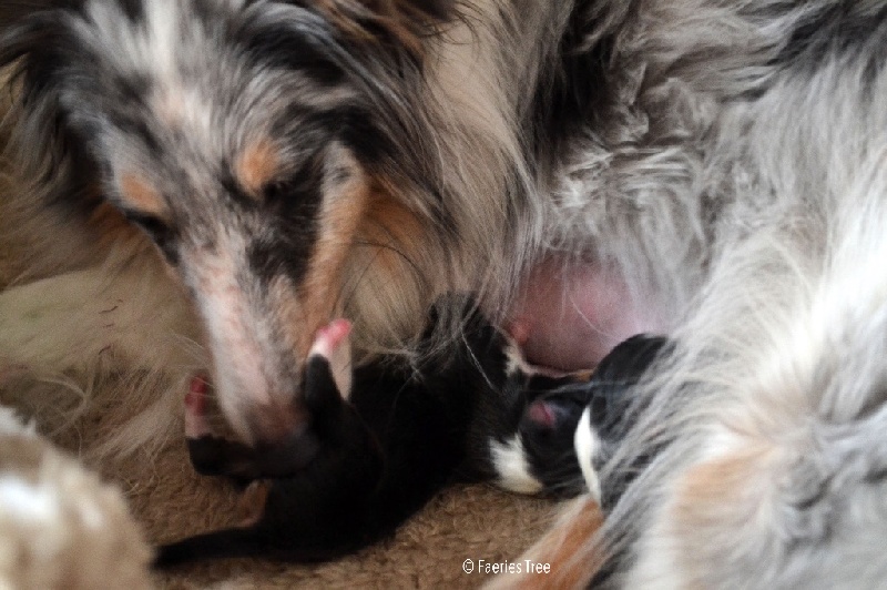 Faeries Tree - Shetland Sheepdog - Portée née le 27/01/2016